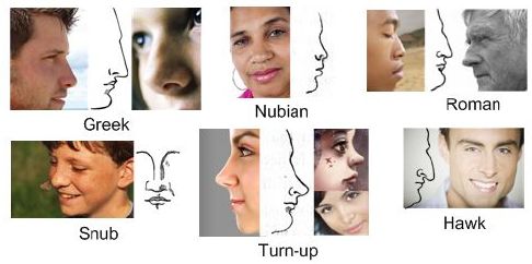 Top Common Nose Shapes New Theory Magazine