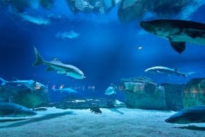 The Atlantic City Aquarium is a wonderful way for the family to spend an afternoon!