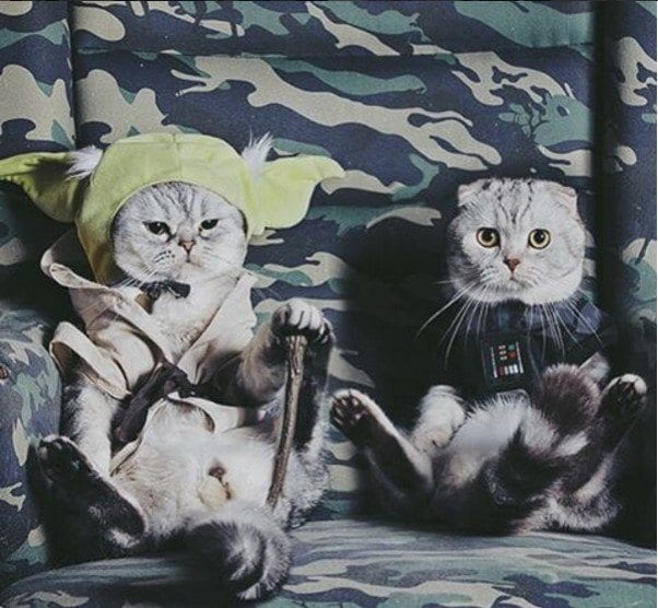 Cat Roku star Wars