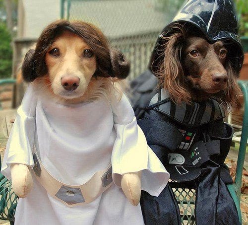 Darth Vader and Princess Leia dog