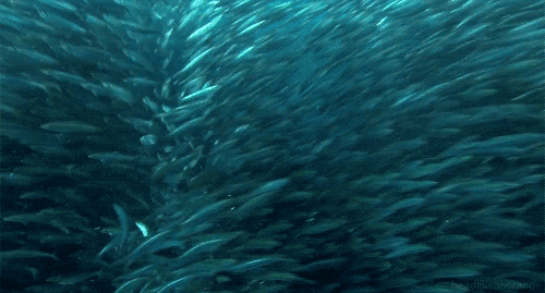 school-of-fish-getting-out-of-sharks-way-shark-gifs