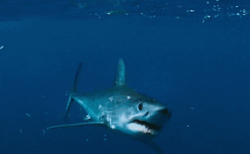 shark-attack-3-shark-gifs