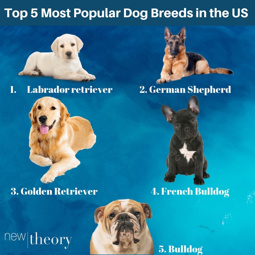 5 most popular dogs