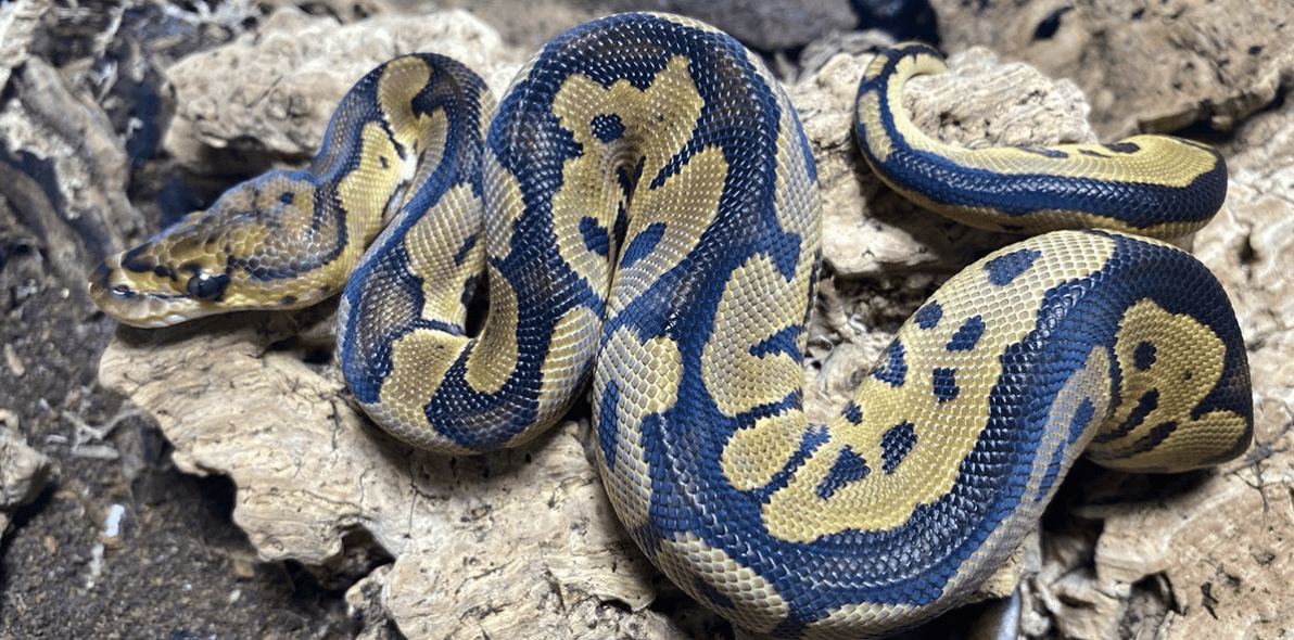 different types of pet snakes