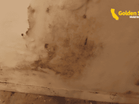 What Happens After a Mold Inspection?