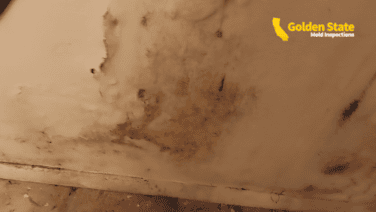 What Happens After a Mold Inspection?