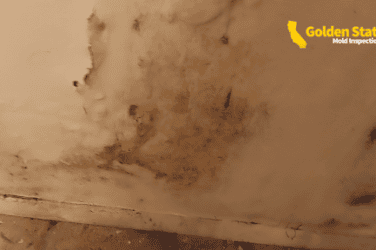 What Happens After a Mold Inspection?