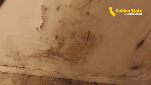 What Happens After a Mold Inspection?